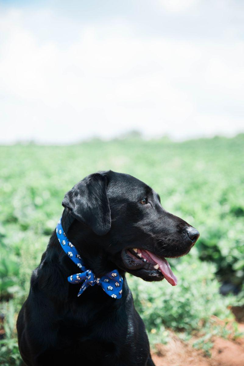 黑色拉布拉多犬穿着南方风格的领带